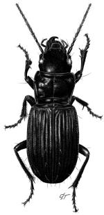 Illustration, Atlas Rainforest Ground-beetle