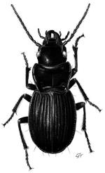 Illustration, Shorter Rainforest Ground-beetle