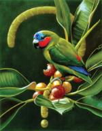 Illustration: Double-eyed Fig-Parrot