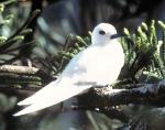 White Tern