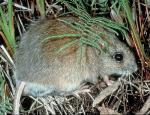 Hastings River Mouse