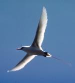 Red-tailed Tropicbird