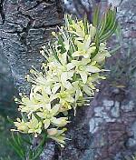 Flowers, <em>Leionema lachnaeoides</em>