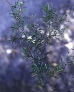 White flower form, foliage and flowers Small-flower Grevillea