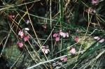 Flower and form, <em>Tetratheca glandulosa</em>