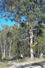 Quorrobolong Scribbly Gum Woodland in the Sydney Basin Bioregion