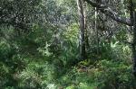 Umina Coastal Sandplain Woodland in the Sydney Basin Bioregion