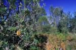 Elderslie Banksia Scrub Forest