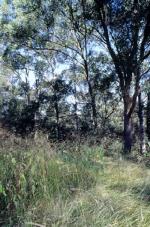 Moist Shale Woodland in the Sydney Basin Bioregion