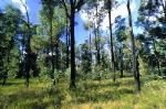 Shale Gravel Transition Forest in the Sydney Basin Bioregion