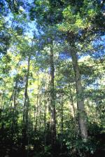 Sydney Turpentine-Ironbark Forest