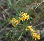 Flowers, <em>Chorizema parviflorum</em>