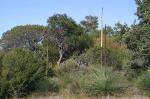 Eastern Suburbs Banksia Scrub in the Sydney Basin Bioregion