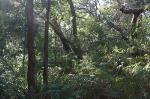 Kurnell Dune Forest in the Sutherland Shire and City of Rockdale