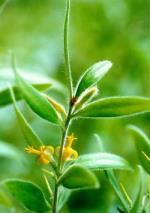 Flowers, <em>Persoonia mollis</em> subsp. <em>maxima</em>