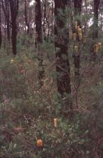 Duffys Forest Ecological Community in the Sydney Basin Bioregion