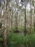 Melaleuca shrubland, Swamp Sclerophyll Forest