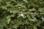 Branchlet with flower, Tranquility Mintbush