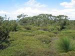 Genowlan Point Heathland