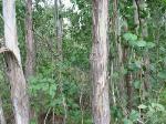 Sun Valley Cabbage Gum Forest