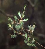 Foliage, <em>Darwinia biflora</em>