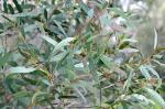 Foliage, <em>Eucalyptus copulans</em>