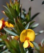 Flowers, <em>Pultenaea</em> sp. Genowlan Point