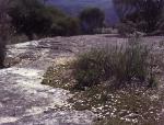 Form and habitat, <em>Acacia baueri</em>