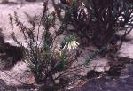 Flowers and form, Sparse Heath