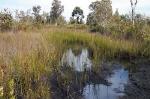 Reeds, sedge and heath, Sydney Freshwater Wetlands in the Sydney Basin Bioeregion