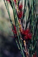 Flowers, female, <em>Allocasuarina glareicola</em>