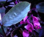 Foliage, <em>Kennedia retrorsa</em>