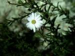 Flowers, <em>Olearia cordata</em>