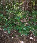 Foliage, Smooth-leaved Plum