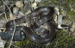 White-crowned Snake