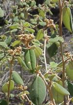 Flower and foliage, Denman Pomaderris