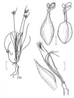 Illustration, Archer's Carex, Georgina Davis