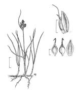 Illustration, Raleigh Sedge, Georgina Davis