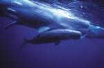 Sperm Whales and calf