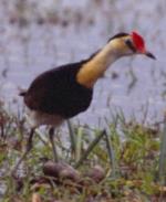 Comb-crested Jacana