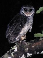 Sooty Owl