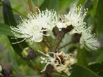 Flowers at Wyee, Charmhaven Apple