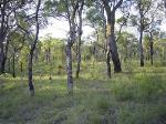 Kurri Sand Swamp Woodland in the Sydney Basin Bioregion