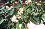 Foliage and flowers, <em>Eucalyptus</em> spp. Cattai