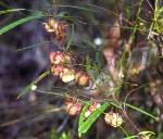 Flowers, <em>Lasiopetalum joyceae</em>