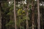 Maroota Sands Swamp Forest