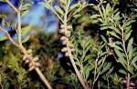 Fruit and foliage, Deane's Paperbark