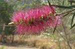 Flowers, Megalong Valley Bottlebrush