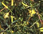 Flowers and foliage, Bargo Geebung