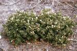 Flowering form, <em>Dipteracanthus australasicus</em> subsp. <em>corynothecus</em>